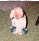 arbetande katt.jpg