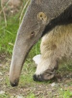 anteater.jpg