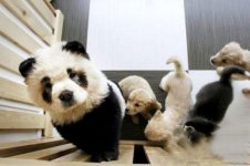panda-003-dog.jpg