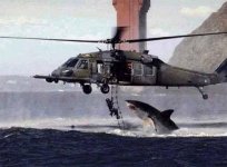 sharkjump.jpg