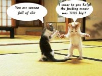 KITTYkatterljuger.jpg