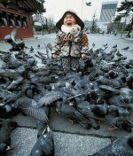 Crazy Pigeons Attack.jpg