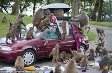 monkey_001.jpg