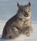 lynx21.jpg