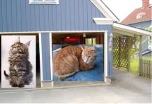 kattgarage.jpg