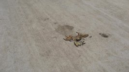 IMG_3458.jpg
