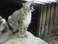 snöleopard2.jpg