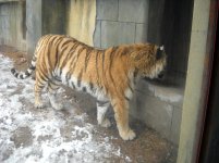 tiger3.jpg