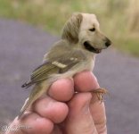 dog-bird.jpg