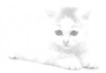 katten.jpg