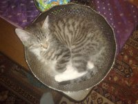 20100409785.jpg