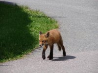 DSC01460minskad.JPG