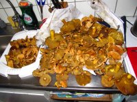 IMG_0205.jpg