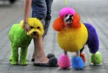 colorful dogs.jpg