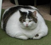 fat_cat_4_145351921.jpg