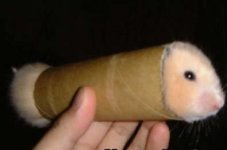 hamster-toilet-paper-roll.jpg