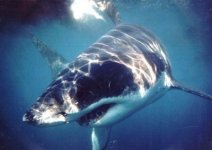 great white.jpg