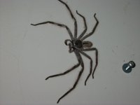 clocklegs3.jpg