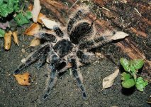 brachypelma albopilosum.jpg