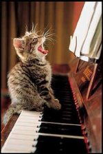 Kitten at piano.jpg