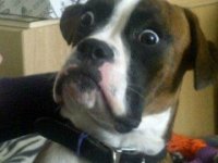 what-are-you-doing-dog-240x180.jpg