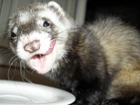 sam_0331_small.jpg