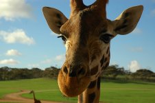 giraff.jpg