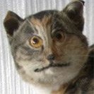 Avatar_1.jpg