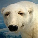 Avatar_10.jpg