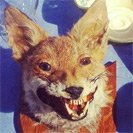 Avatar_11.jpg