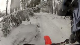 Skog.jpg