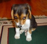 ashamedpuppy.jpg