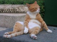 Lazy_Days.jpg
