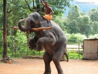 Circus-elephant-trick-standing-on-two-legs.jpg