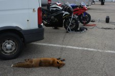 The fucking fox.jpg