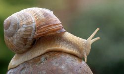 snail460x.jpg