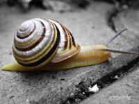 snail_by_danielabalkova-d23dj5p.jpg