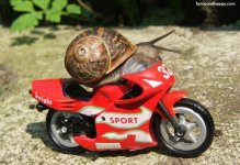 Funny-snail-on-a-motorcycle.jpg