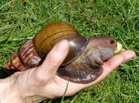 giant-snail.jpg