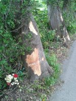 2013-05-31 15.26.59.jpg