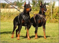Doberman-Attack-Leather-Dog-Harness-H1-11.jpg Doberman-Attack-Leather-Dog-Harness-H1-11.jpg