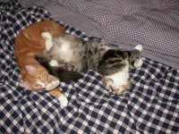 Resize of cat.JPG