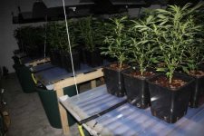 skunk_869405m.jpg skunk_869405m.jpg