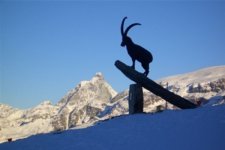goat_001.jpg