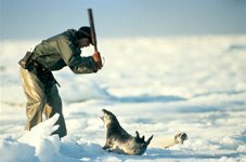 Clubbed-_Seal_Web.jpg