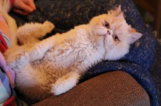 IMG_0040.jpg