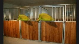 hest.jpg