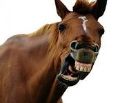 horses arse.jpg