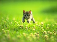 cute-kitten.jpg