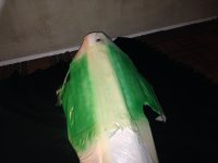 IMG_6293.JPG